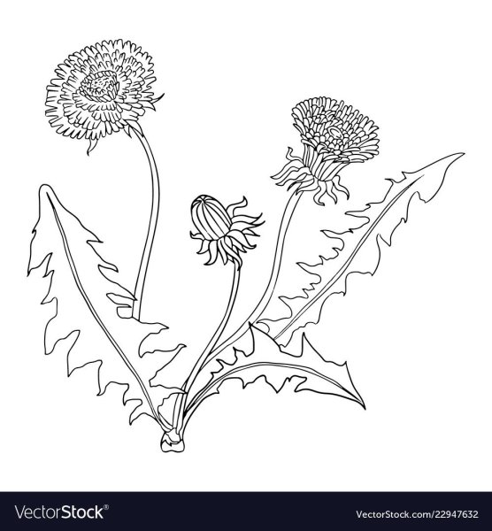 Лист одуванчика рисунок