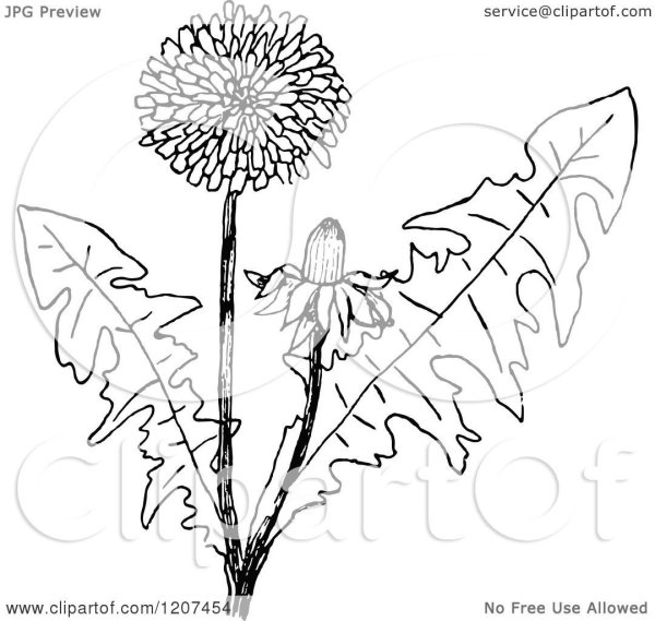 Одуванчик раскраска