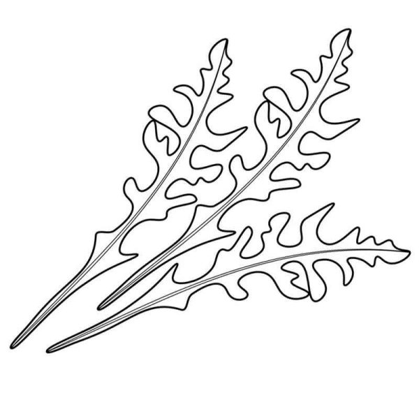 Шаблон листьев одуванчика