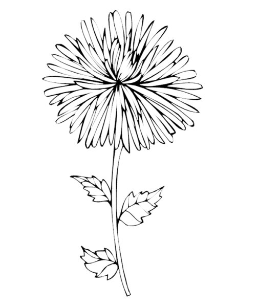 Одуванчик раскраска для малышей