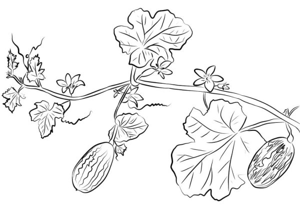 Огурцы на грядке раскраска