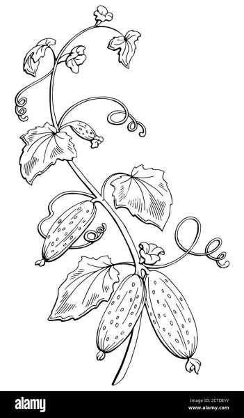 Огурец растение раскраска