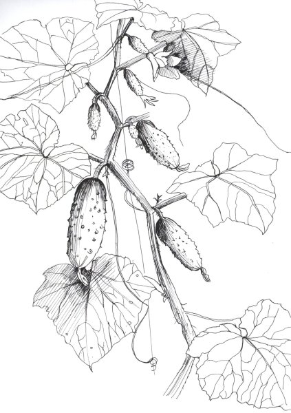 Огурец карандашом