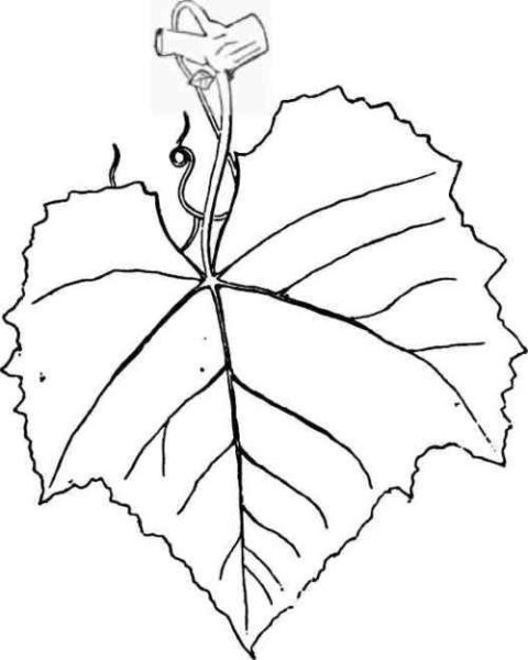 Трафареты виноградных листьев