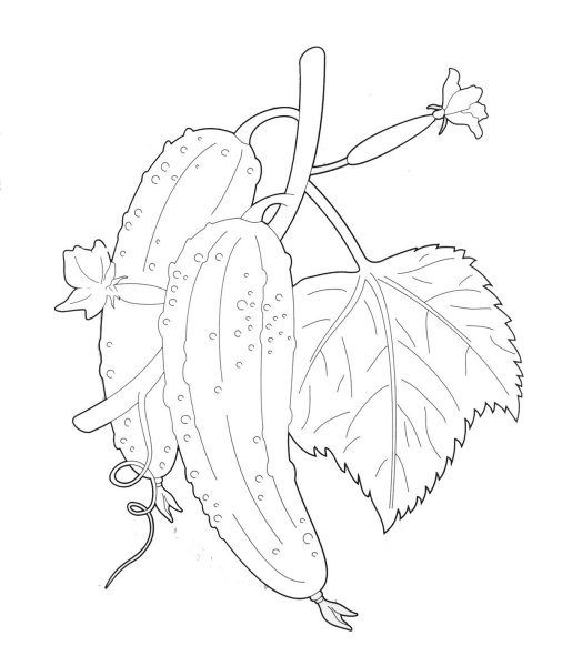 Пн рисунок огурец