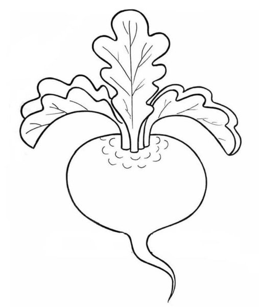Свекла раскраска для детей