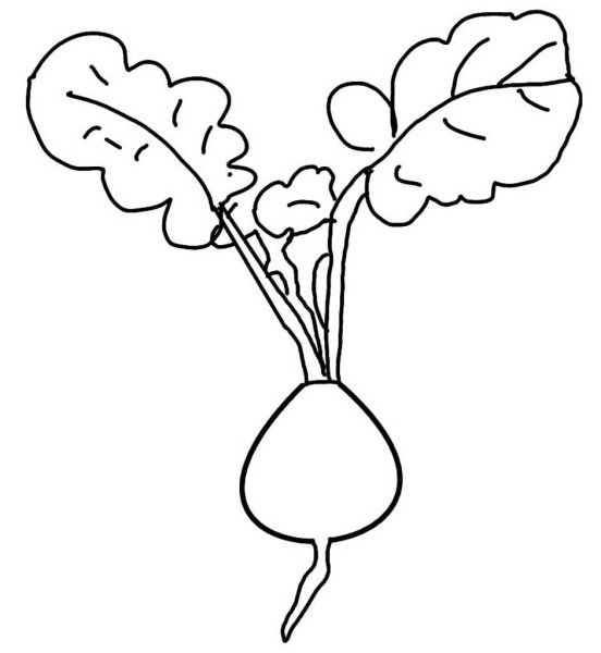 Свекла раскраска для детей