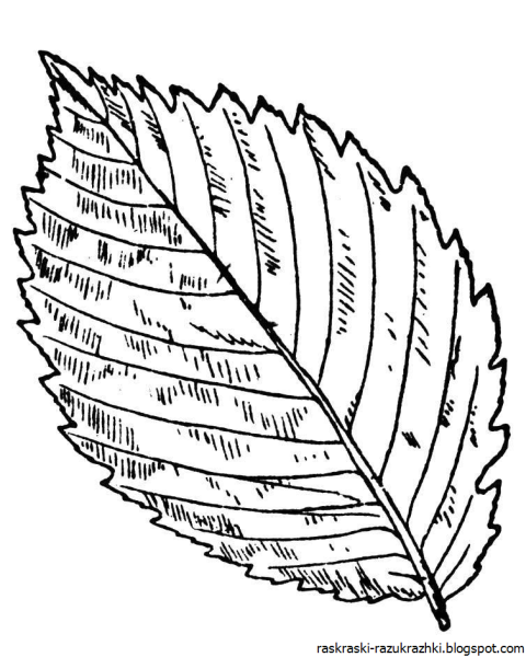 Листики деревьев