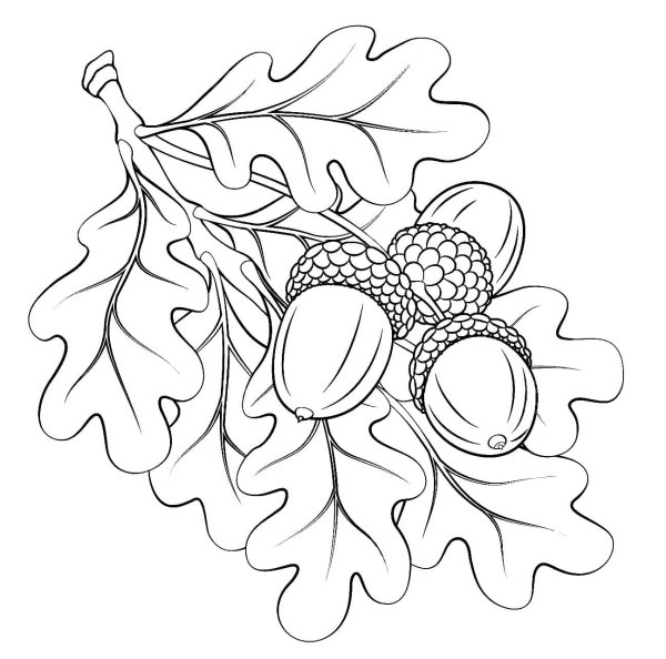 Ветка дуба раскраска