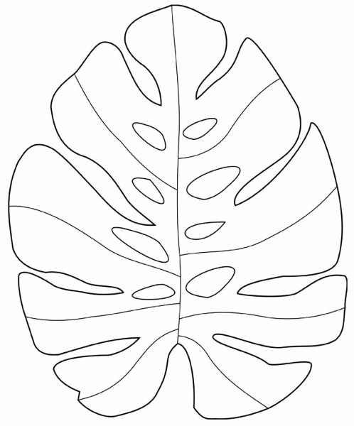 Лист монстеры схема