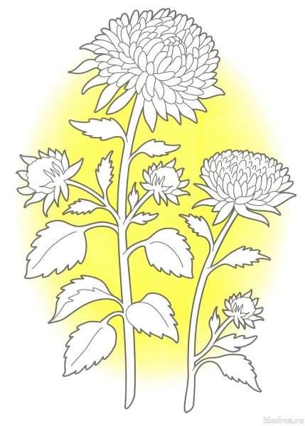 Раскраска Астра цветок для детей
