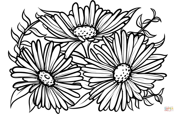 Раскраска Астра цветок