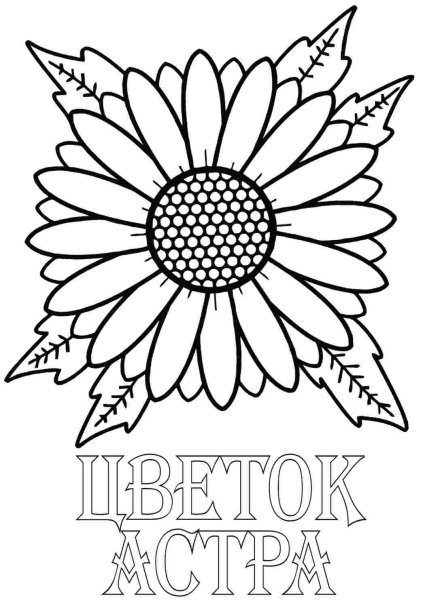 Астра раскраска