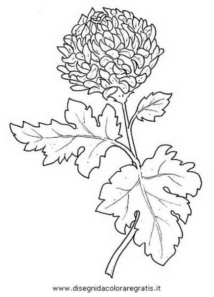 Хризантема трафарет