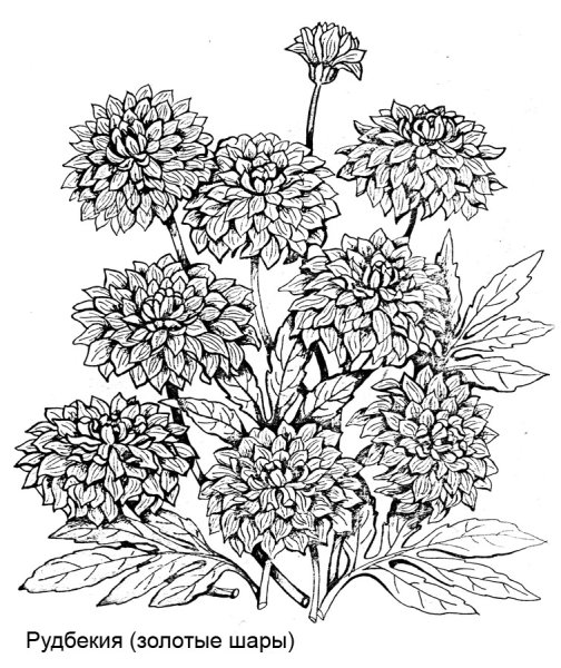 Рудбекия рассеченная