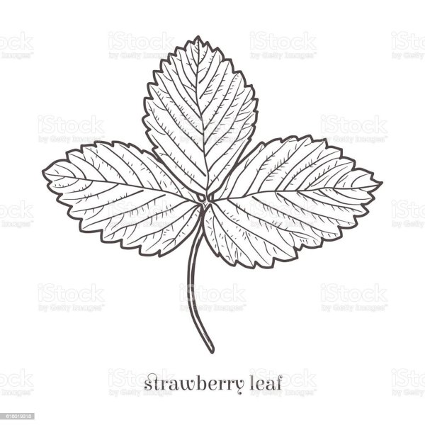 Трафарет листьев клубники