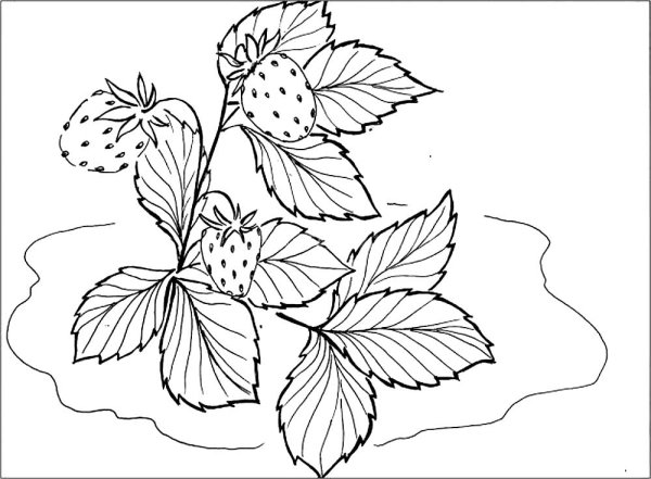 Земляника раскраска для детей