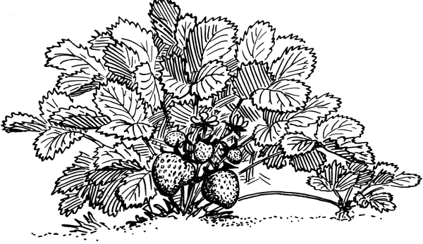 Листья земляники черно белые