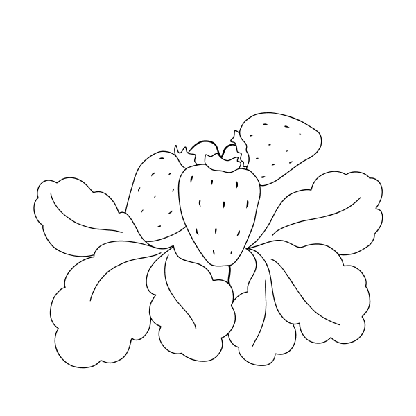 Цветы клубники раскраска