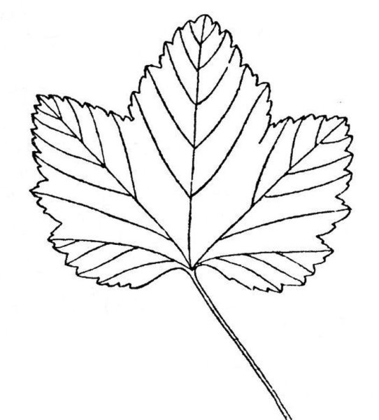 Лист смородины рисунок
