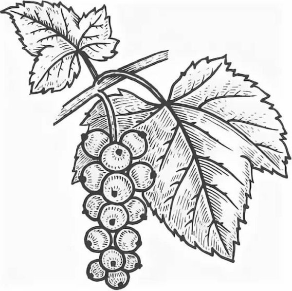 Красная смородина раскраска