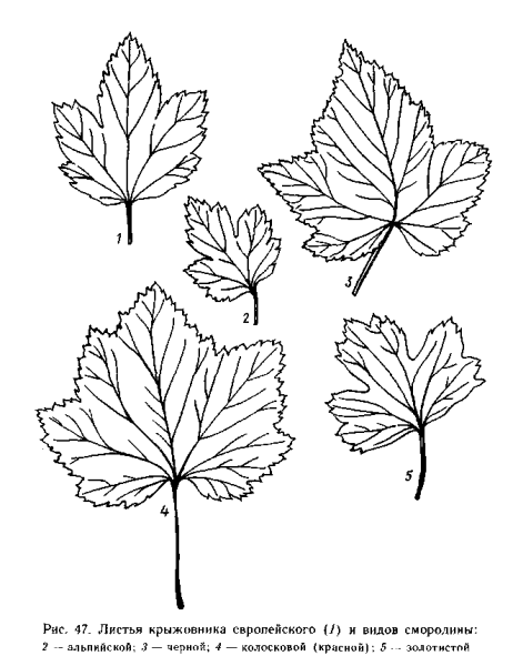 Строение листа черной смородины