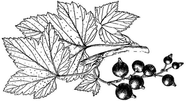 Смородина черная Фармакогнозия