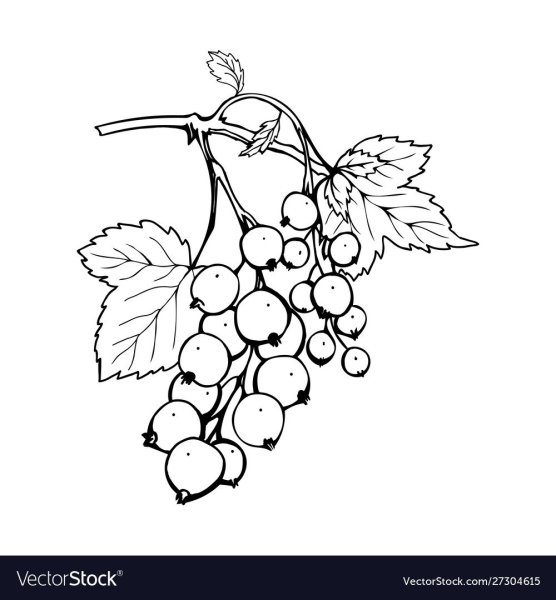 Смородина рисунок для детей