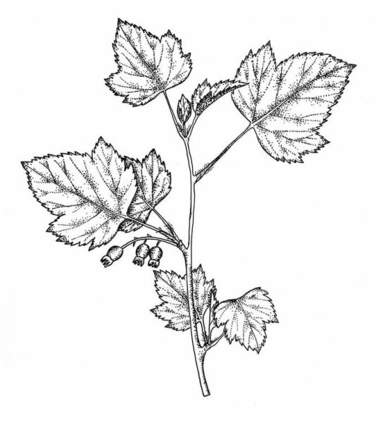 Лист смородины черешковый
