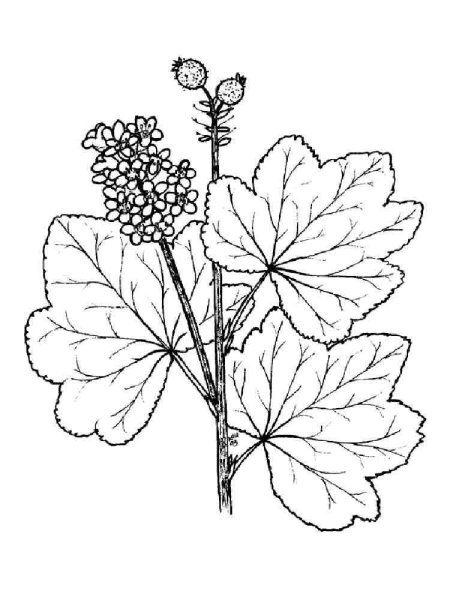 Манжетка зарисовка листа