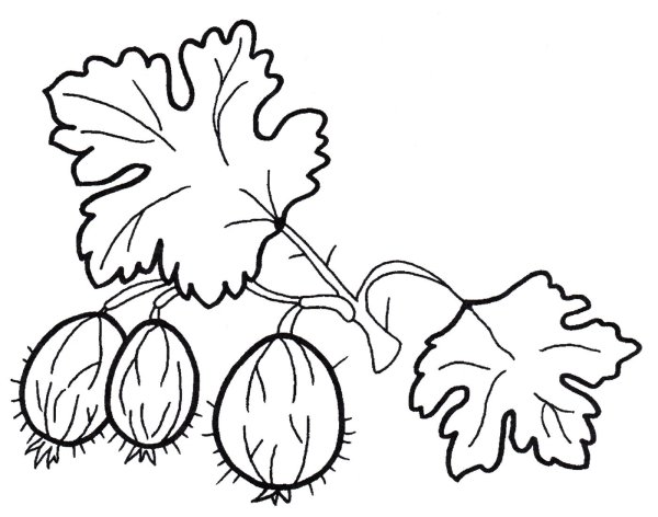 Крыжовник раскраска для детей