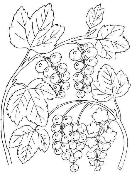 Раскраска ягода брусника