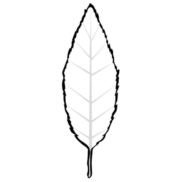 Прожилки листа вектор