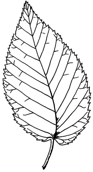 Листья рисунок