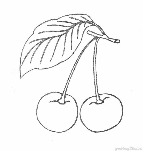 Вишня раскраска