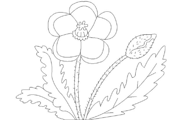 Раскраска Мак цветок для детей