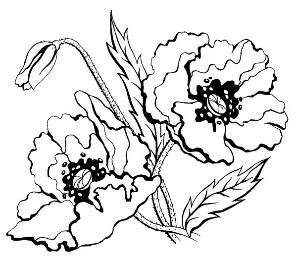 Мак раскраска