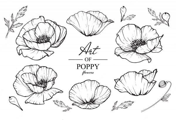 Схемы рисования цветов мака