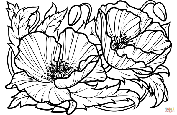 Маки раскраска