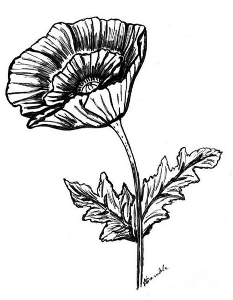 Poppy Flower line Art Print