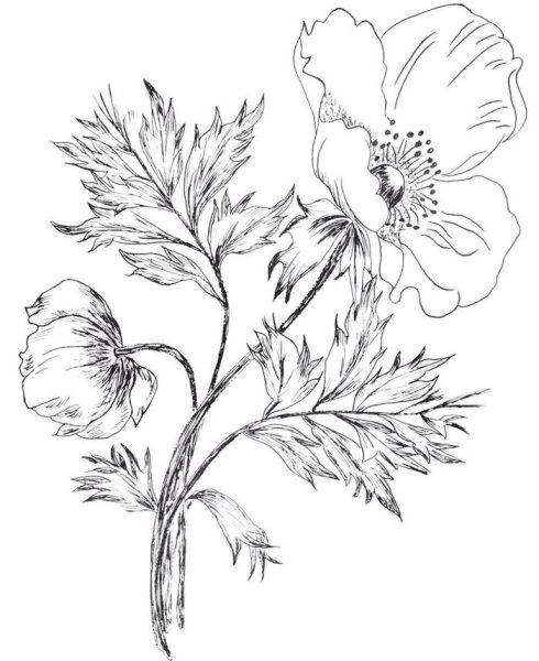 Пион тонколистный