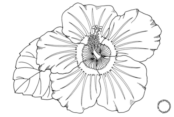 Контур цветов крупных
