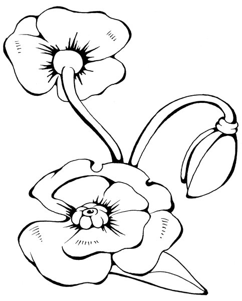 Мак картинка