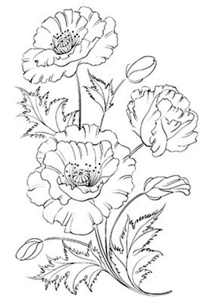 Рисунки маков для срисовки