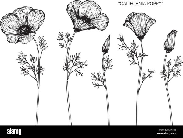 Бутоны мака эскизы