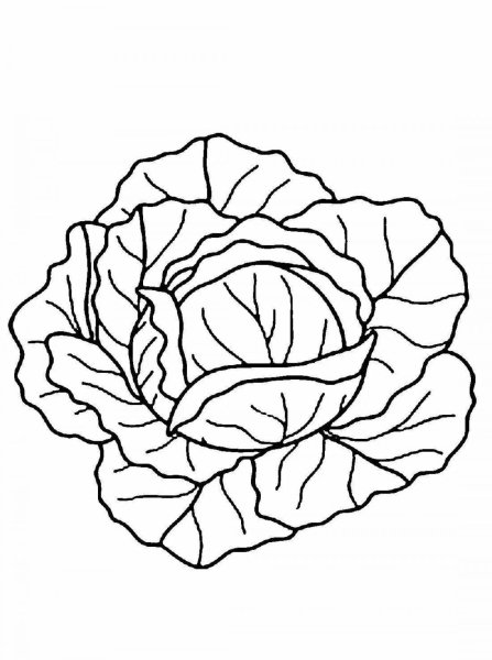 Капуста белокочанная раскраска