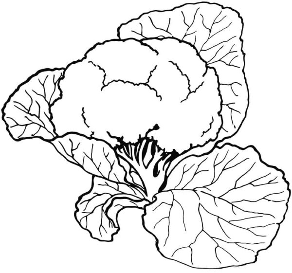 Цветная капуста раскраска для детей