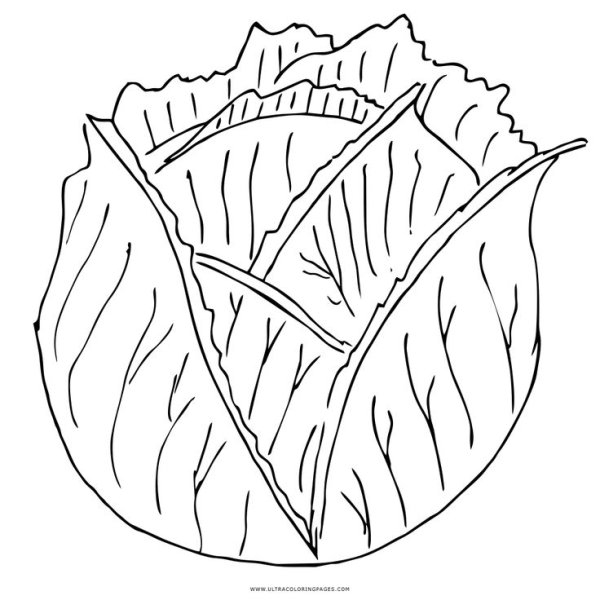 Лист капусты раскраска