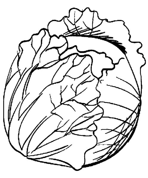 Капуста белокочанная раскраска