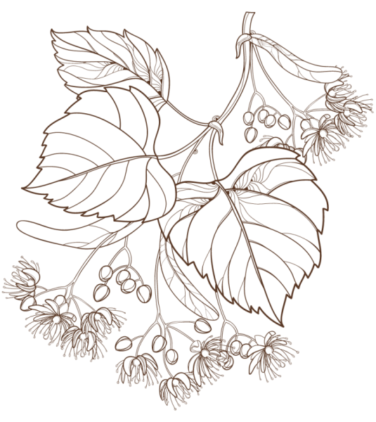 Раскраска липа дерево